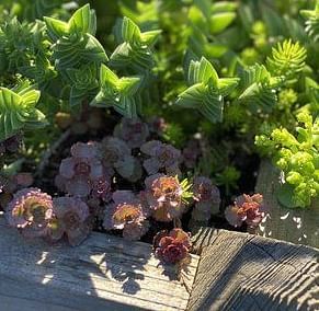 Star-shaped succulent leaves clustered together, with smaller, rounded succulents at the base.