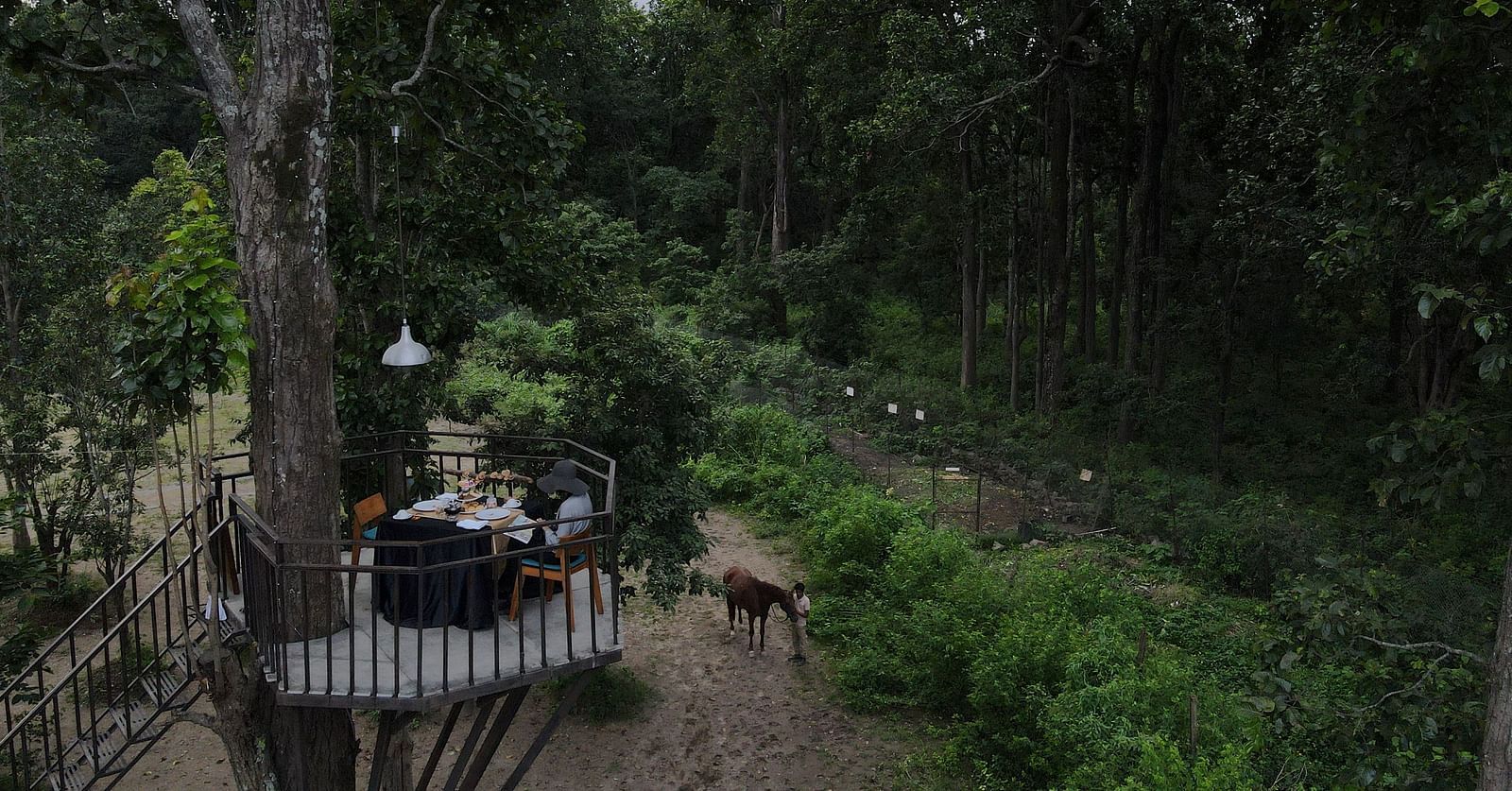 tea among trees