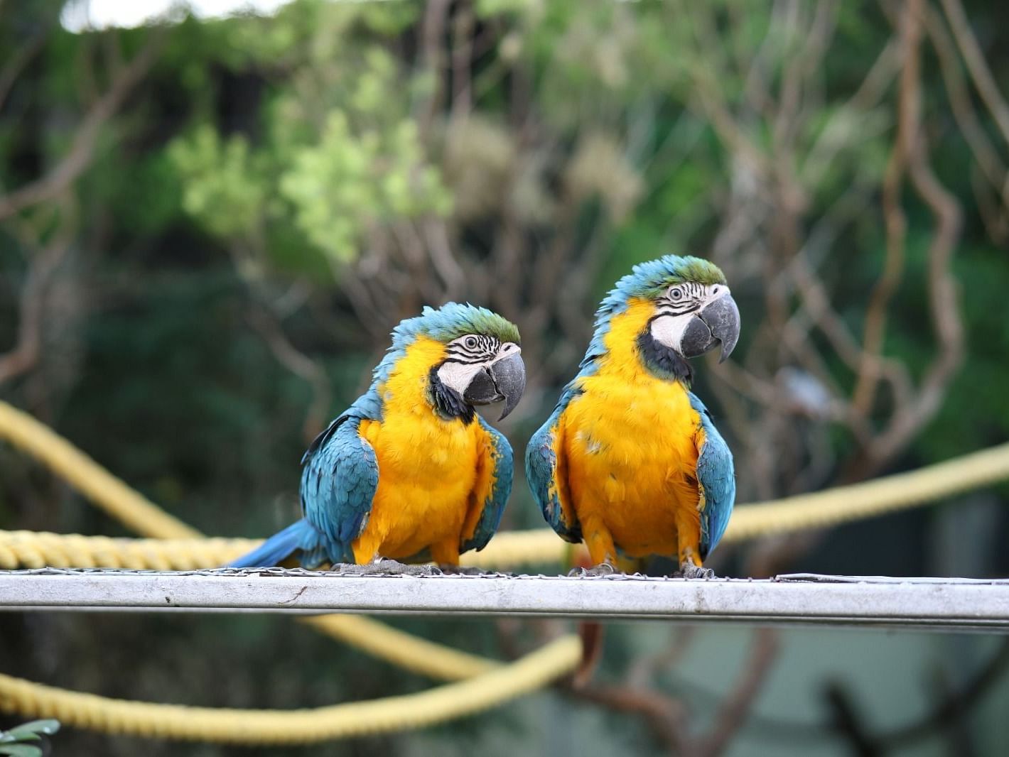 19 -Parrot World