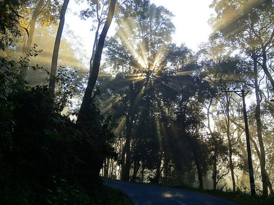 Sunlight filtering through tall trees along a forest pathway.