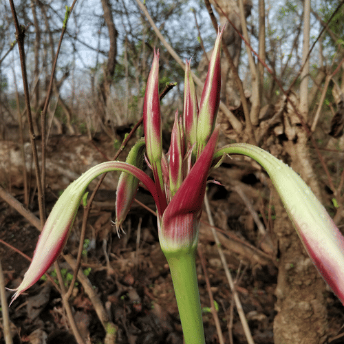 Blossomed Lily Crinum Latifolium topped with dew drops