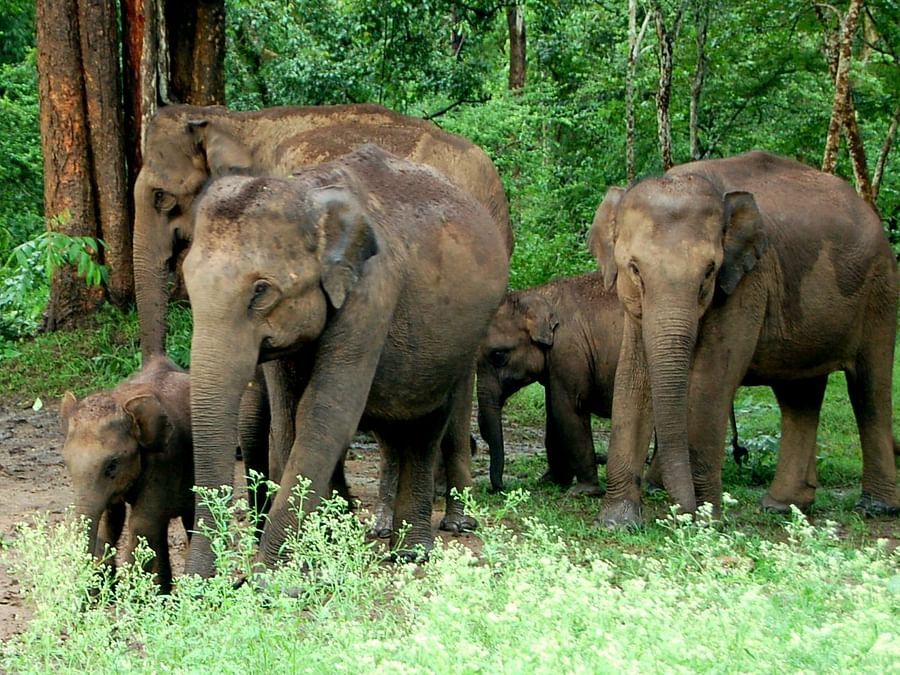 Elephants at Dooars - Waxpol Hotels and Resorts