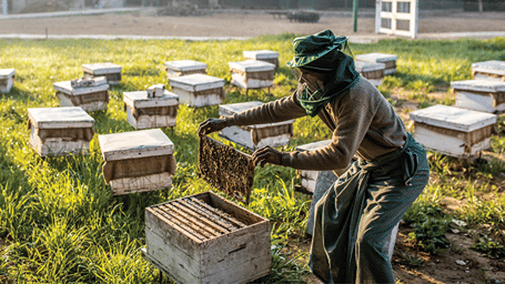 A bee keeper checking the bee hives - Karma Lakelands.