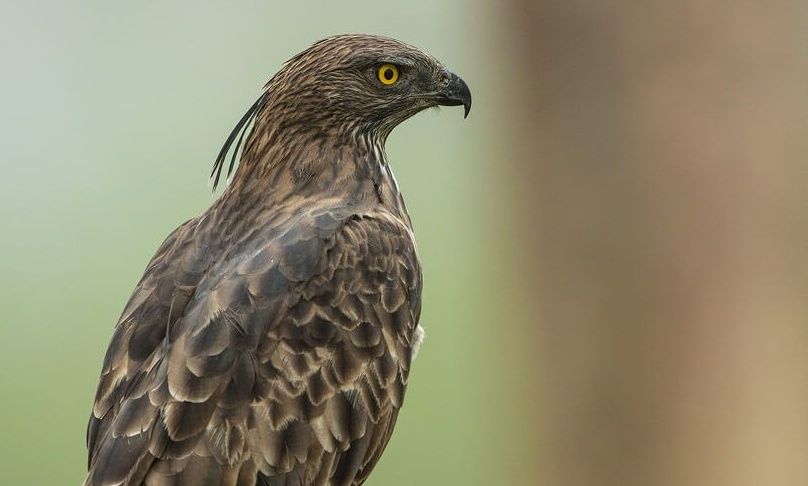 Close-up of a Changeable Hawk-Eagle.