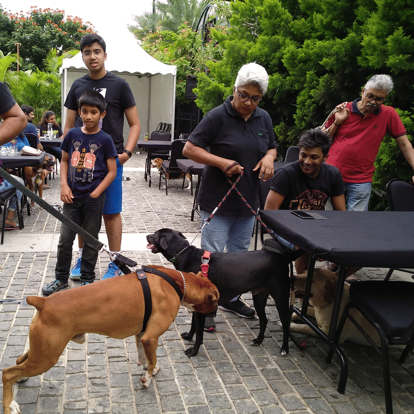 diners interacting with two dogs