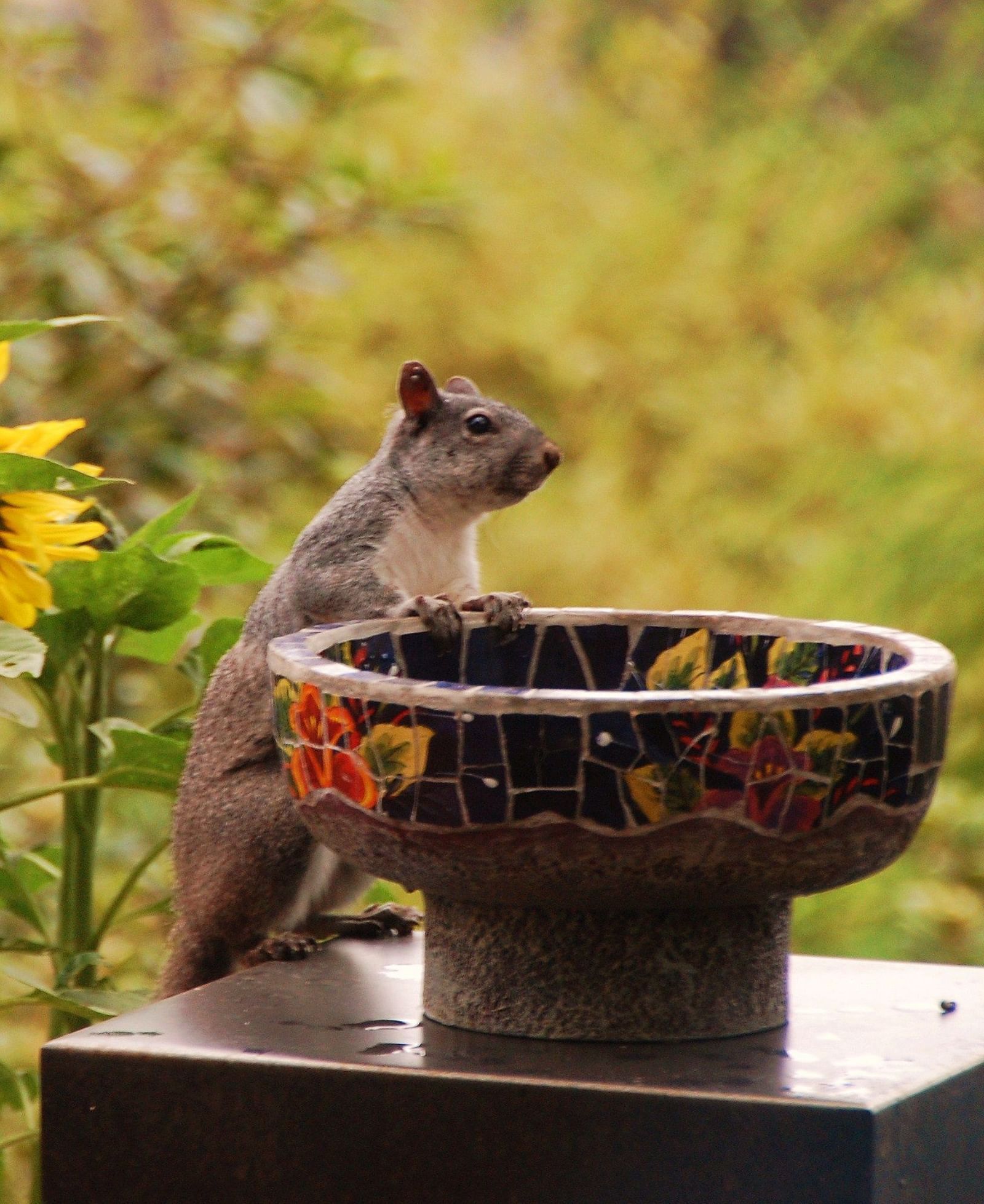 A Squirrel standing against the bird bath at Brewery Gulch Inn & Spa