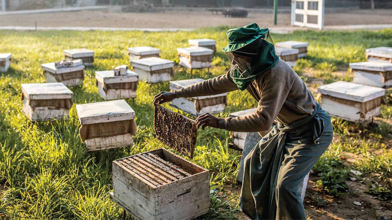 A bee keeper checking the bee hives - Karma Lakelands.