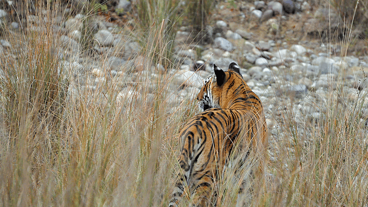 Jungle Safari at jim corbett- The Golden Tusk