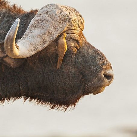 CHOBE