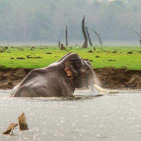 Elephant bathing in water with a green bank.