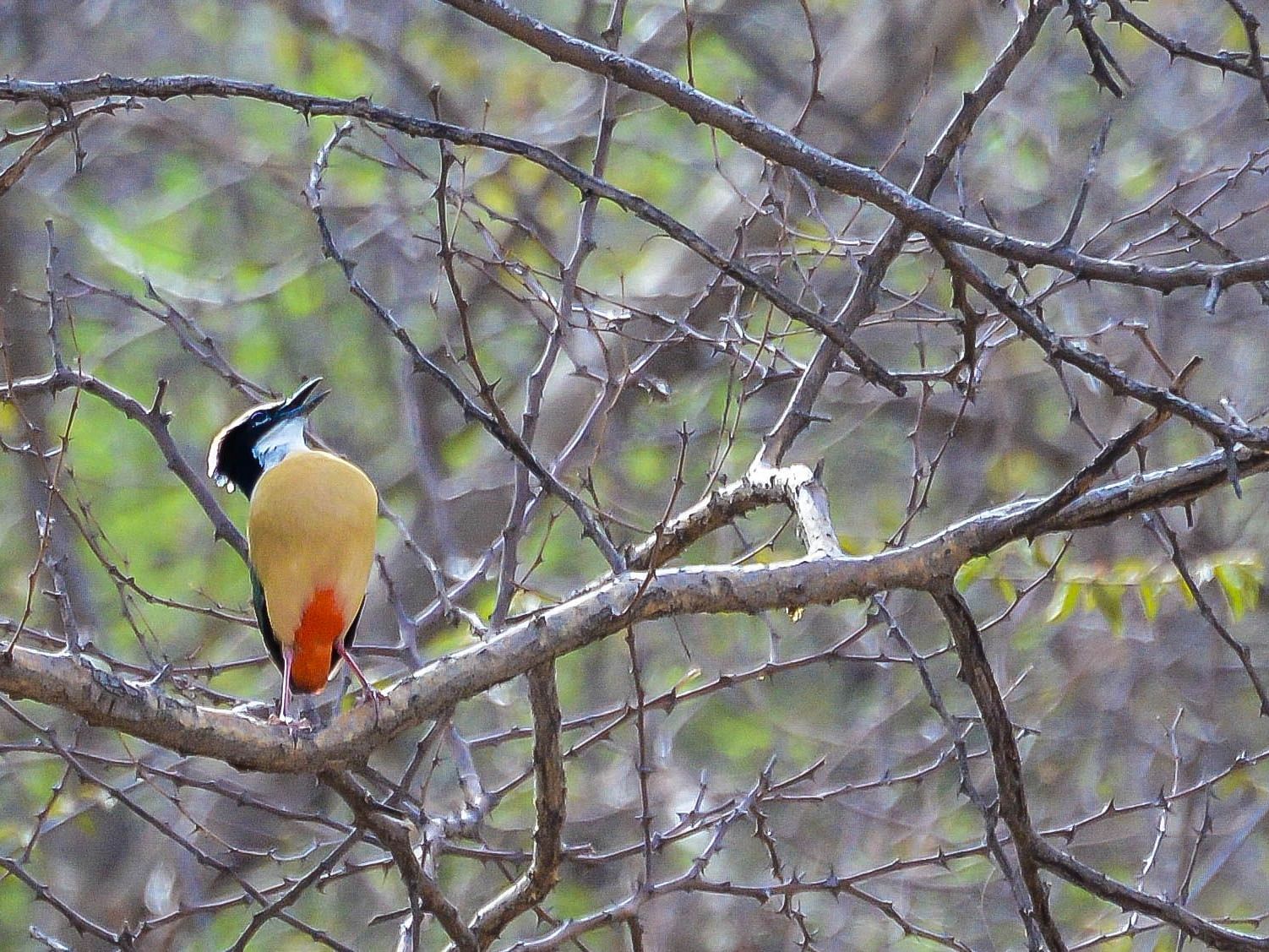 A picture featuring a bird perching on a tree in the day time
