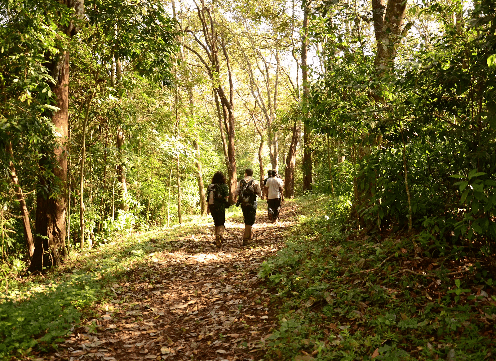 A group of people walking on a pathway covered in dried leaves in a forest surrounded with tall towering trees - Ivory Destinations