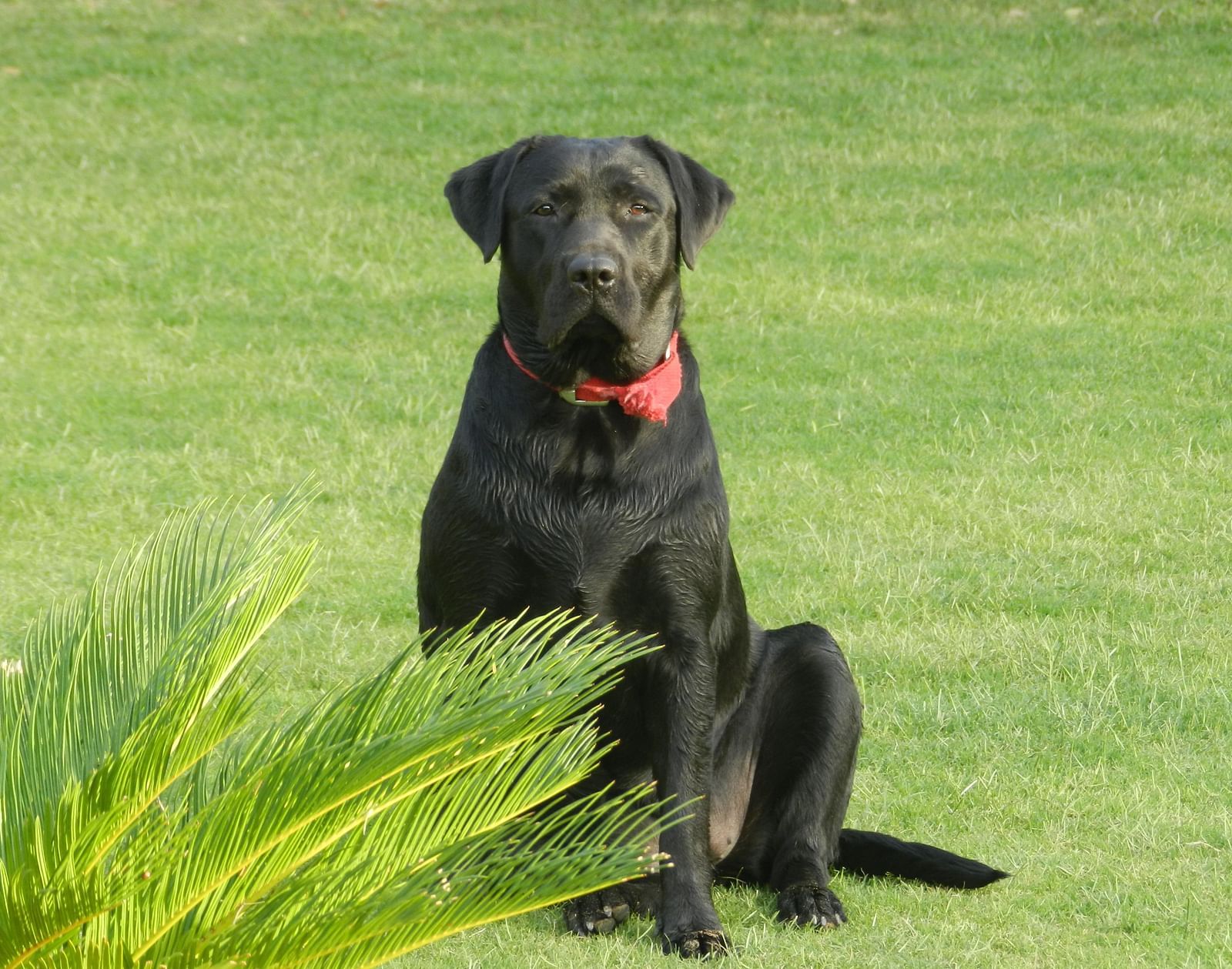 A black Labrador Retriever sits attentively in a vibrant green, grassy area - Khas Bagh, Jaipur