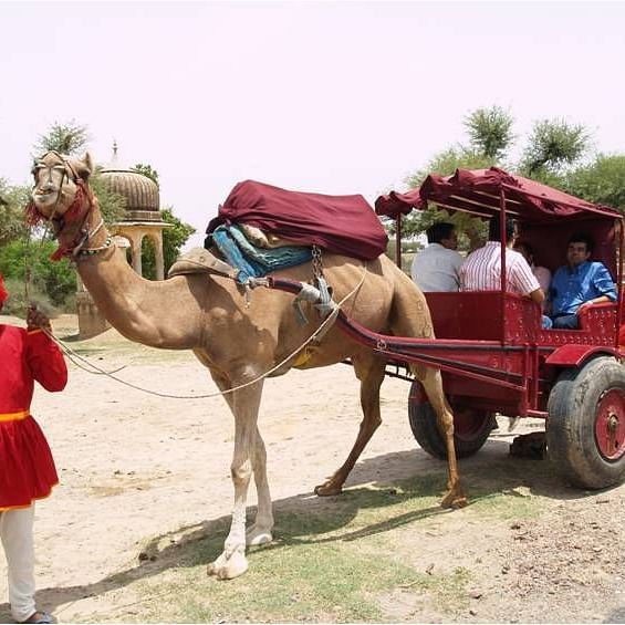 A man with a camel with a chariot with people in it - Hotel Castle Mandawa, Jhunjunu