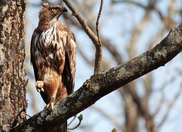 Bird of prey with brown and white plumage perched on a tree branch.