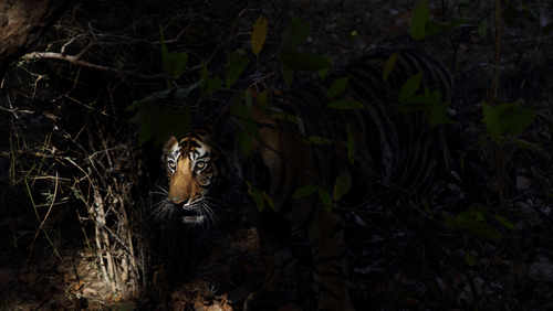 Shivang Mehta Bandhavgarh