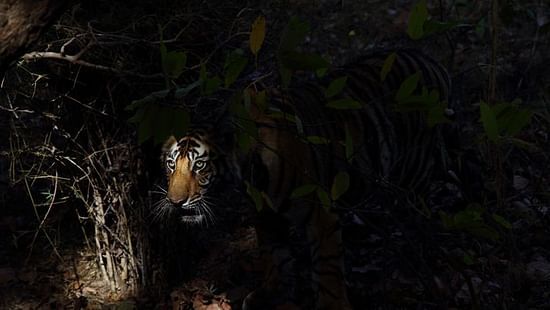 Shivang Mehta Bandhavgarh