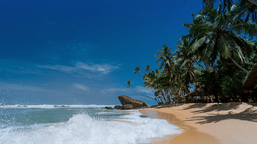 Waves overlapping on a beach with coconut trees on the side