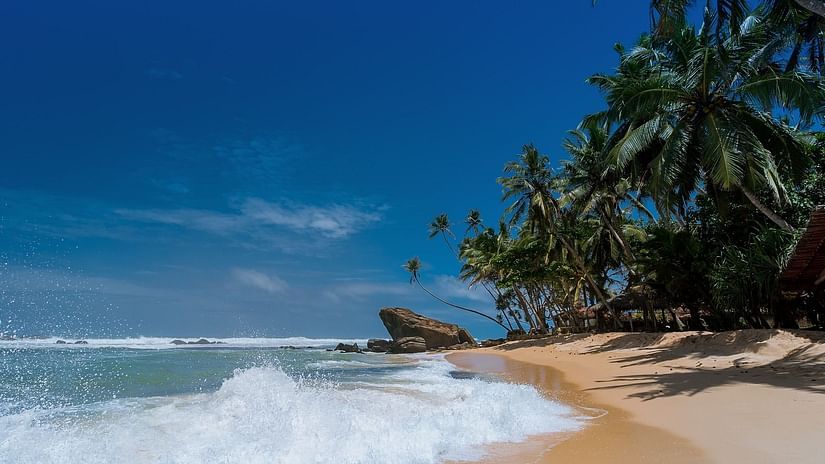 Waves overlapping on a beach with coconut trees on the side