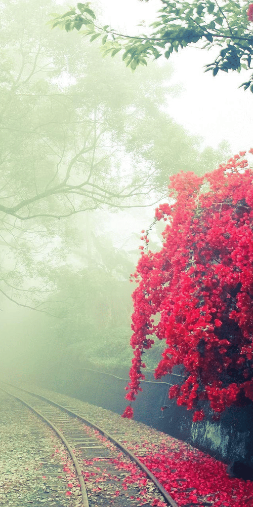 flowers on the side with a tree in the background