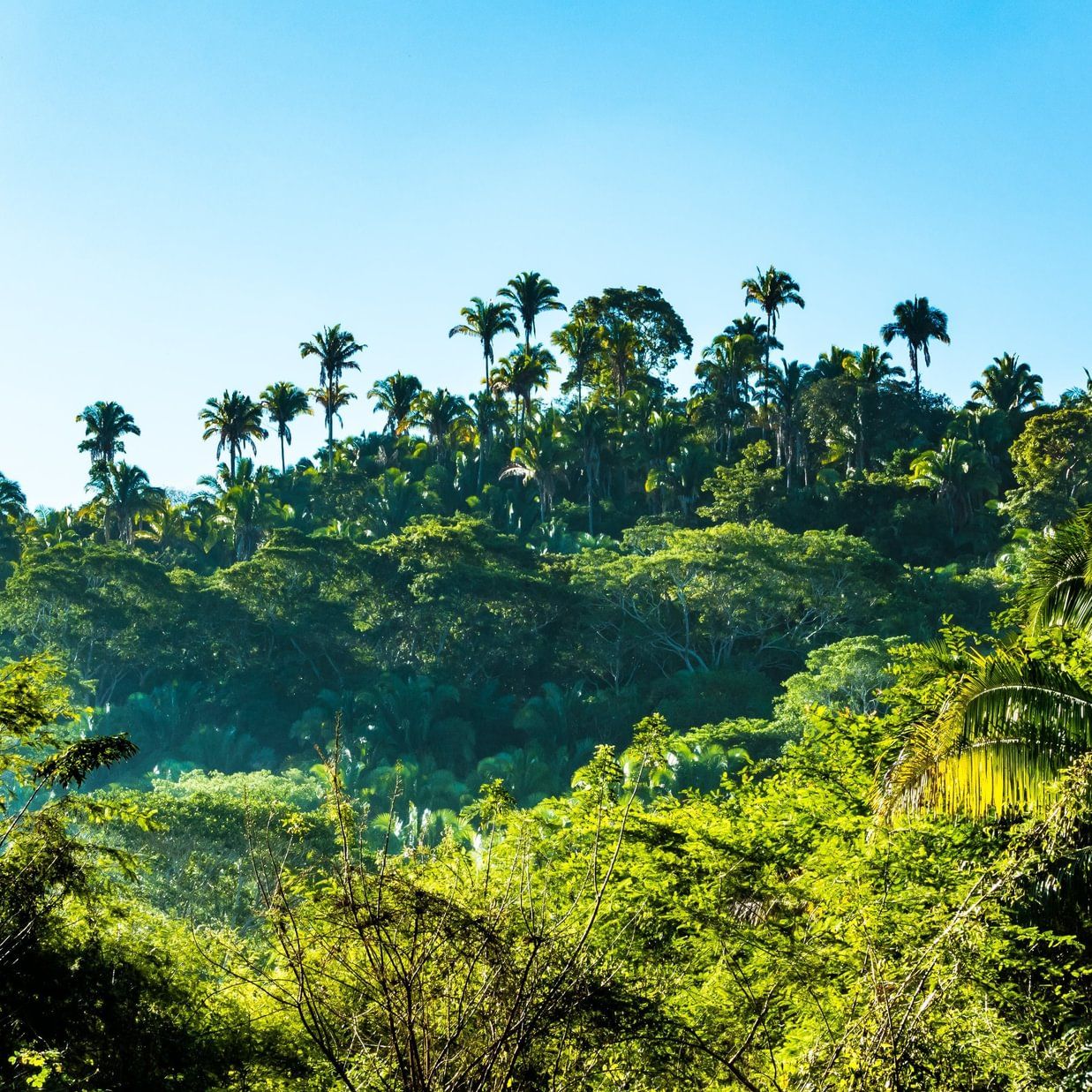 Image of a Green Jungle 