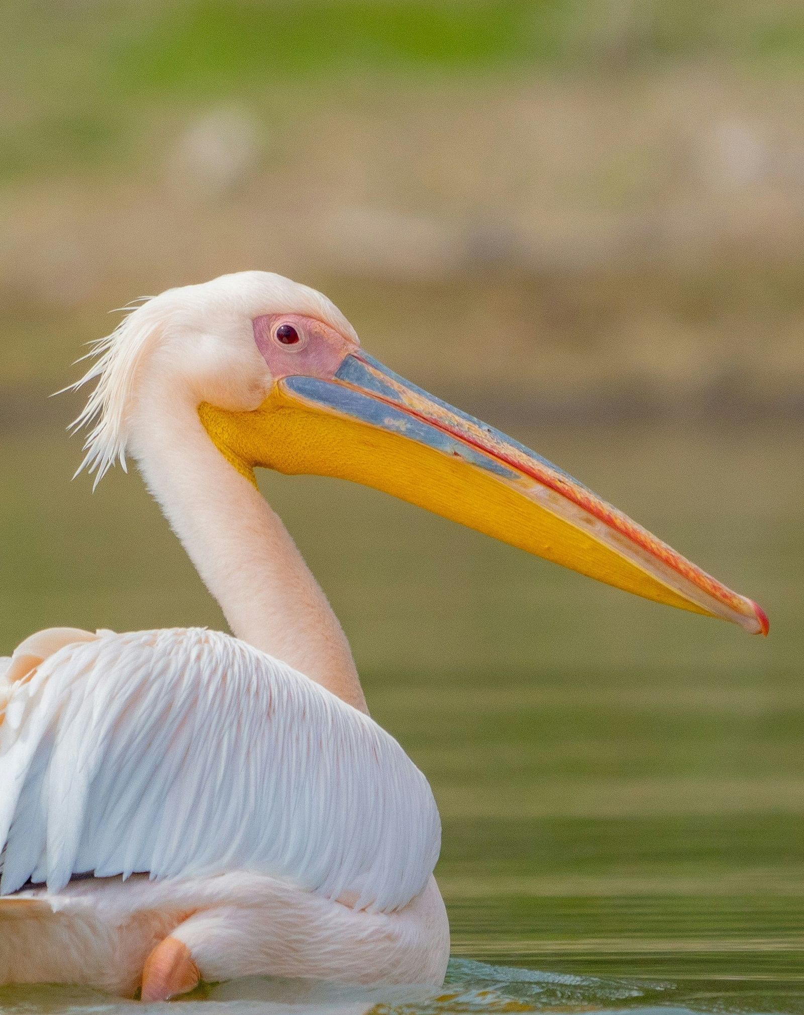 Great pelican swimming in a small pool of water