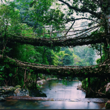 a root bridge and lake running under it