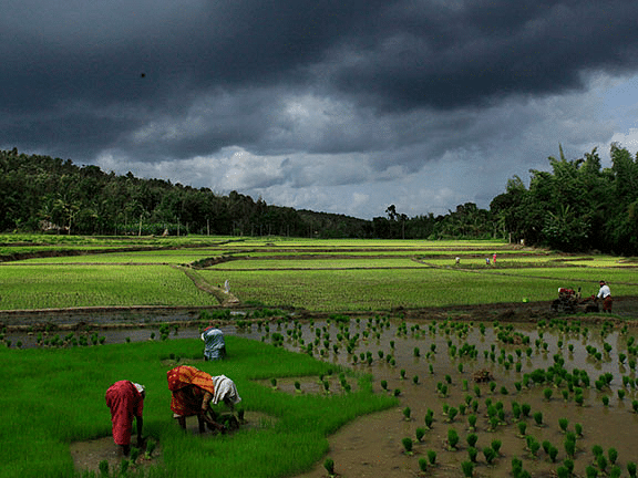 Closer view of paddy fields with workers under dramatic clouds.