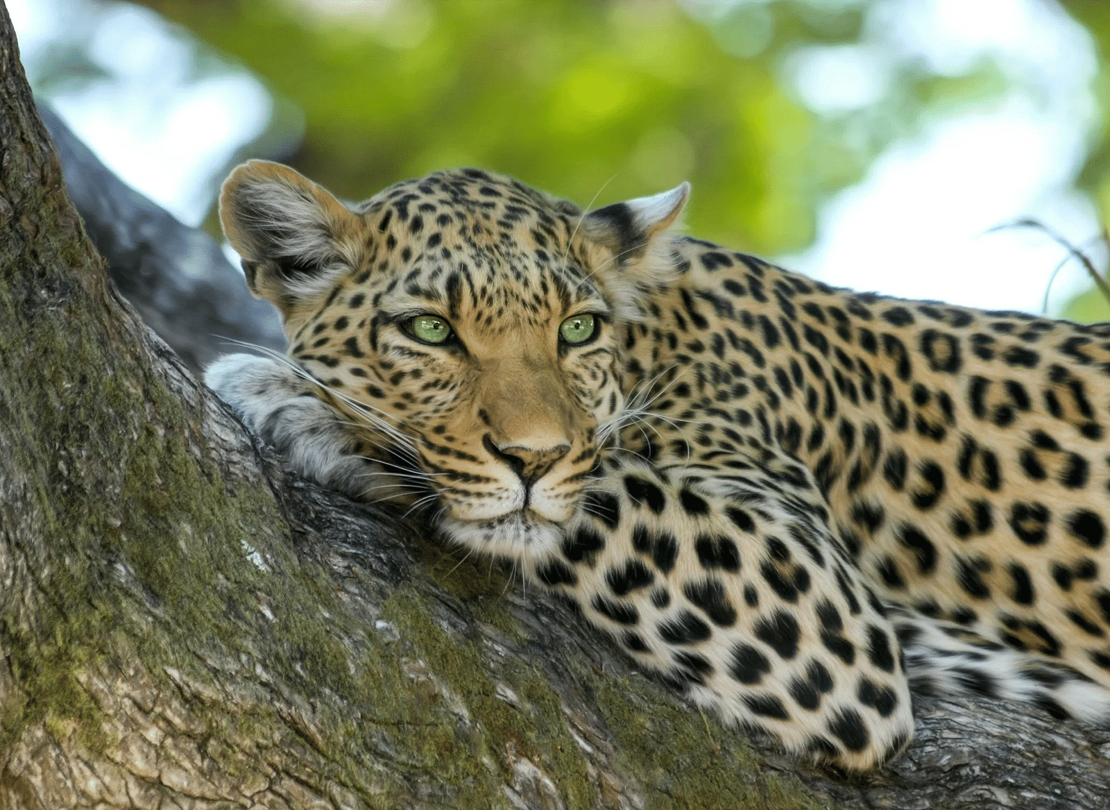 Image of a leopard sitting on the branch of a tree.