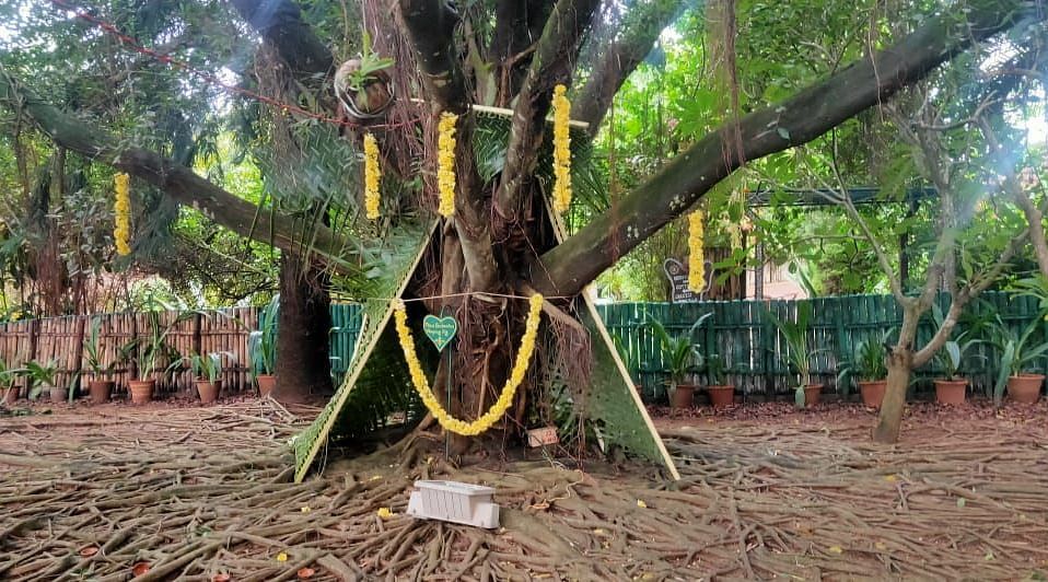 image of the ficus tree decorated with flowers at hoysala village resort in hassan
