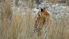 Jungle Safari at jim corbett- The Golden Tusk