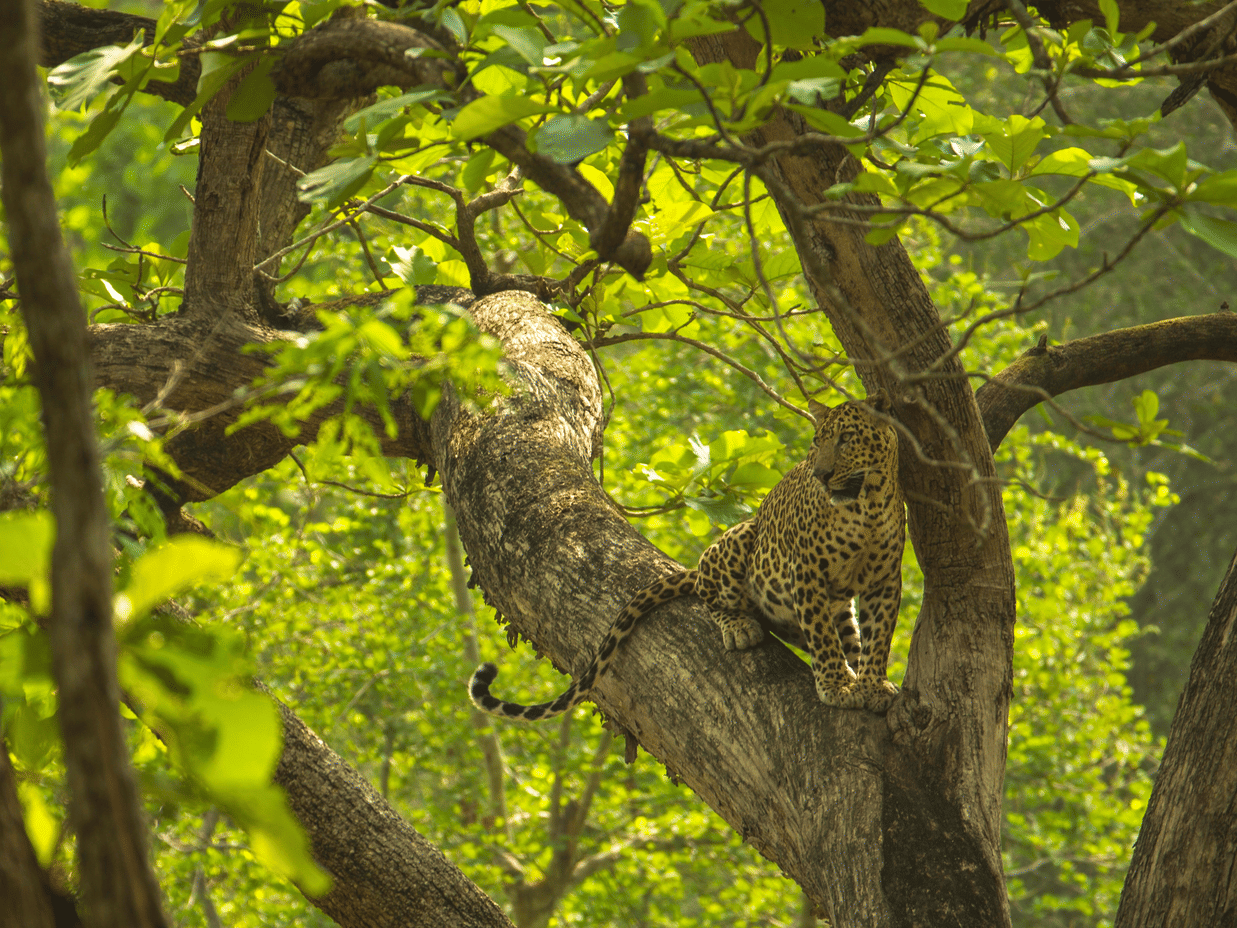 Leopard sitting on a tree in Nagarahole Tiger Reserve