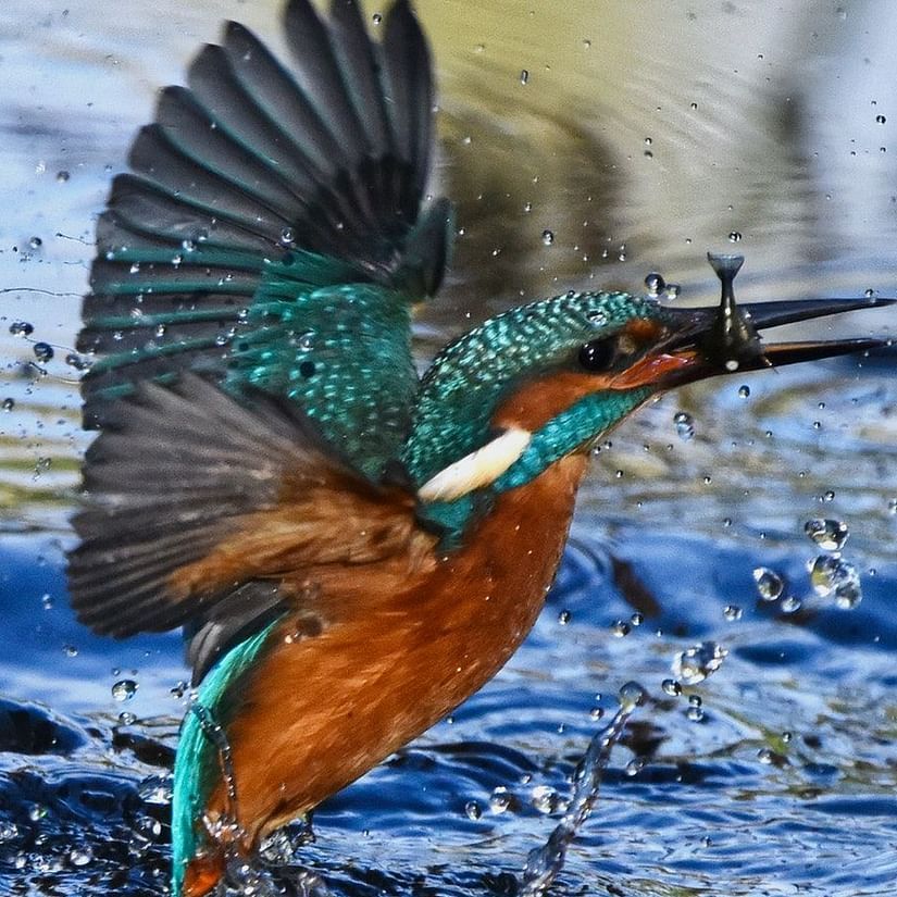 a kingfisher bird splashing the water