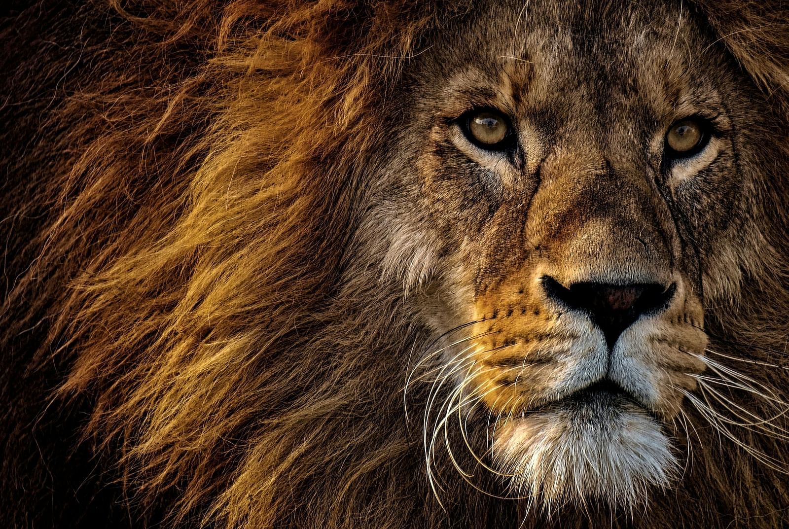  A close-up view of a lions face, emphasising its mane and distinct facial features