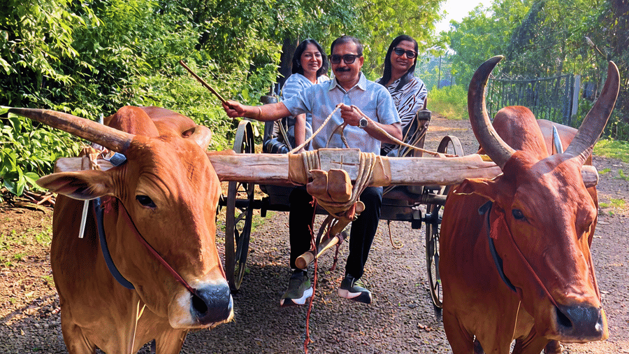 A Bullock Cart Ride Into Nostalgia