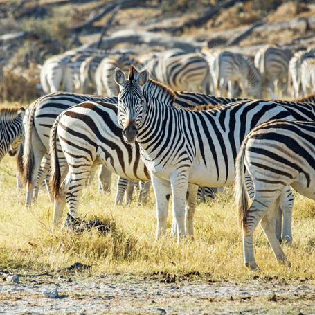 ZEBRA MIGRATION BOTETI RIVER