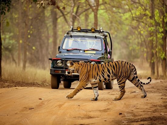 a tiger walking on a muddy road with a jeep behind it - Stone Wood Jungle Resort, Dandeli
