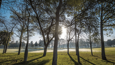 sun rays forming shadows of tall trees - Karma Lakelands.