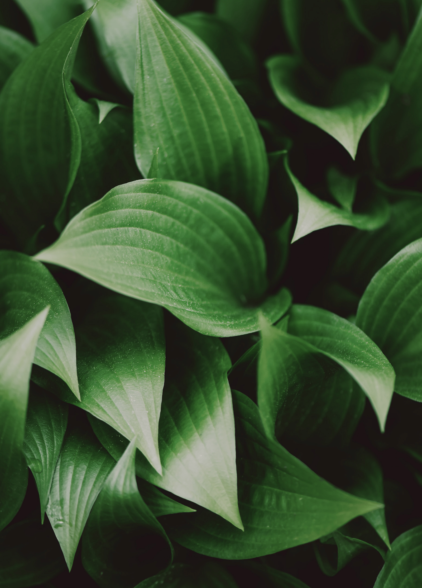 Vibrant green leaves in close-up, highlighting their fresh and lush texture