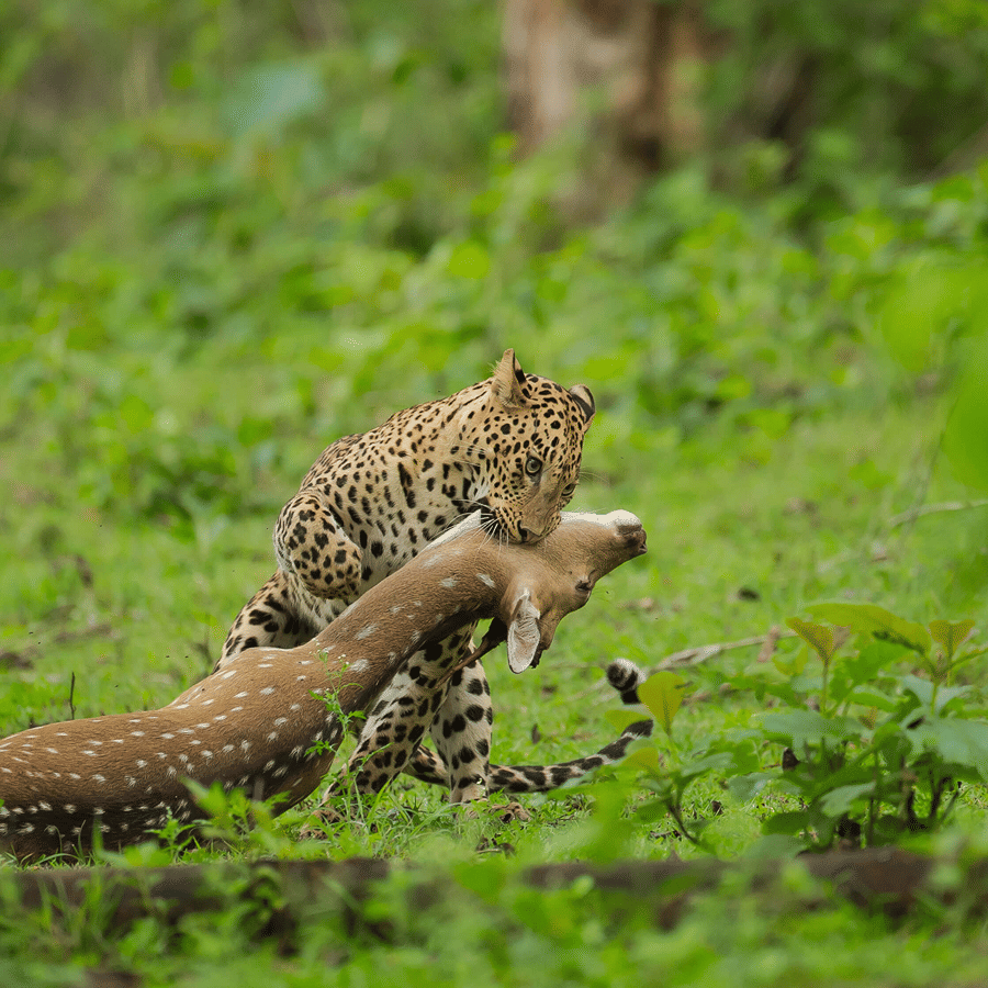 Leopard – The Ambush Hunter! | Evolve Back