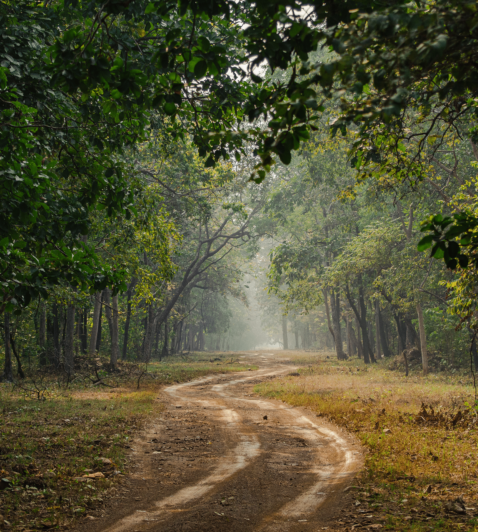A muddy trail amidst Tadoba national forest with tree cover on either side at Trees N Tigers, Tadoba.