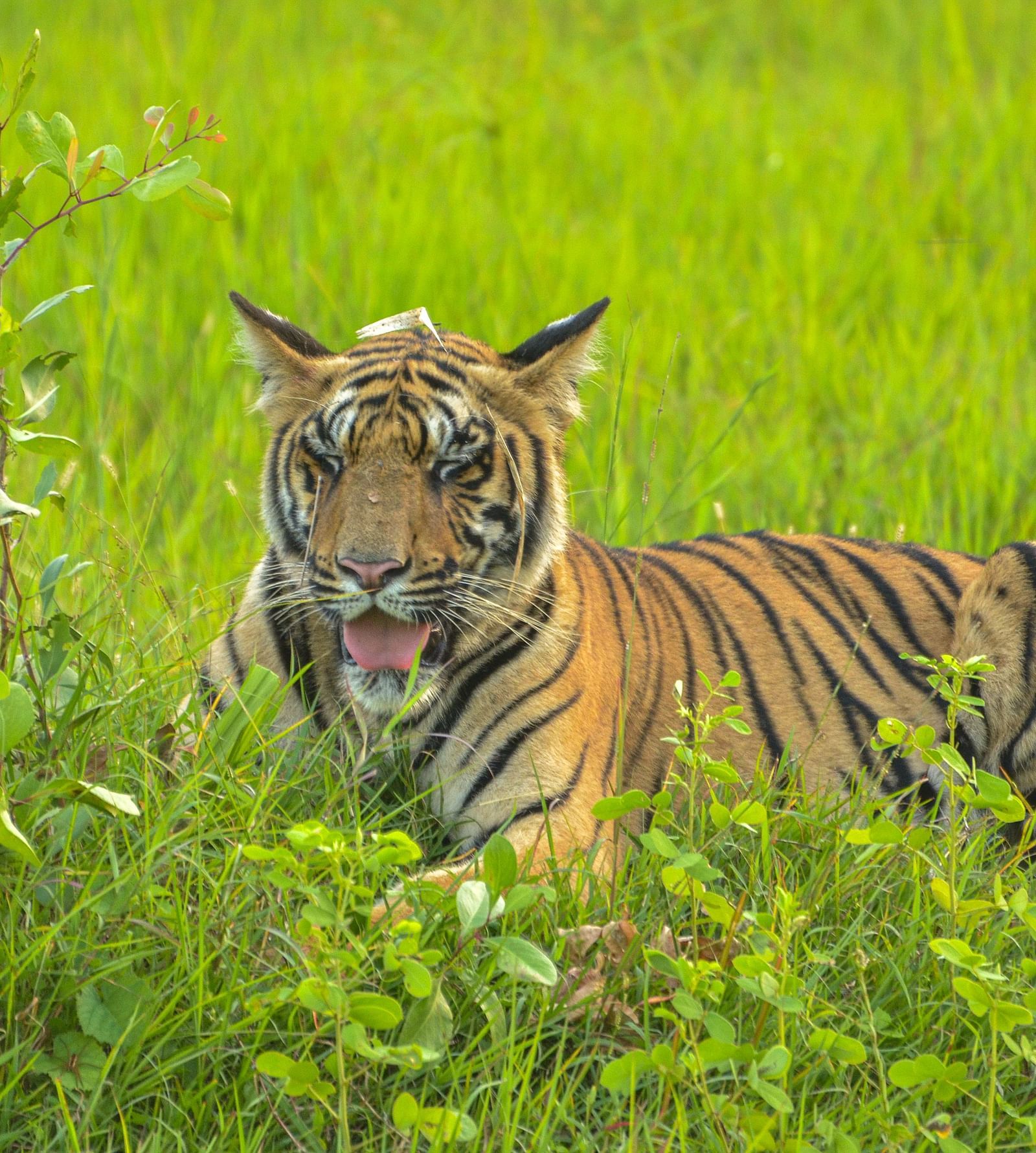 A tiger sitting amidst green vegetation while looking away at Trees N Tigers, Tadoba.