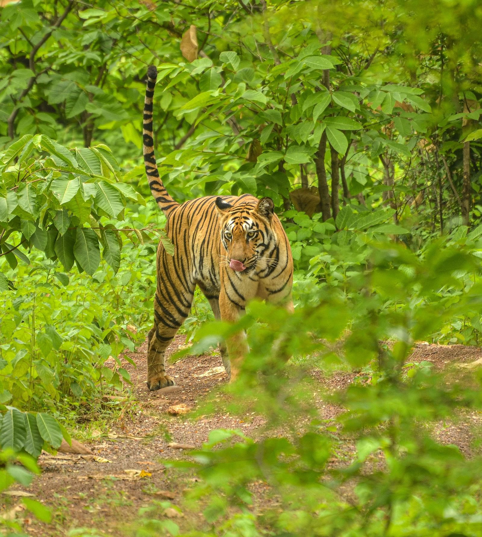 A tiger licking its mouth at Trees N Tigers, Tadoba.