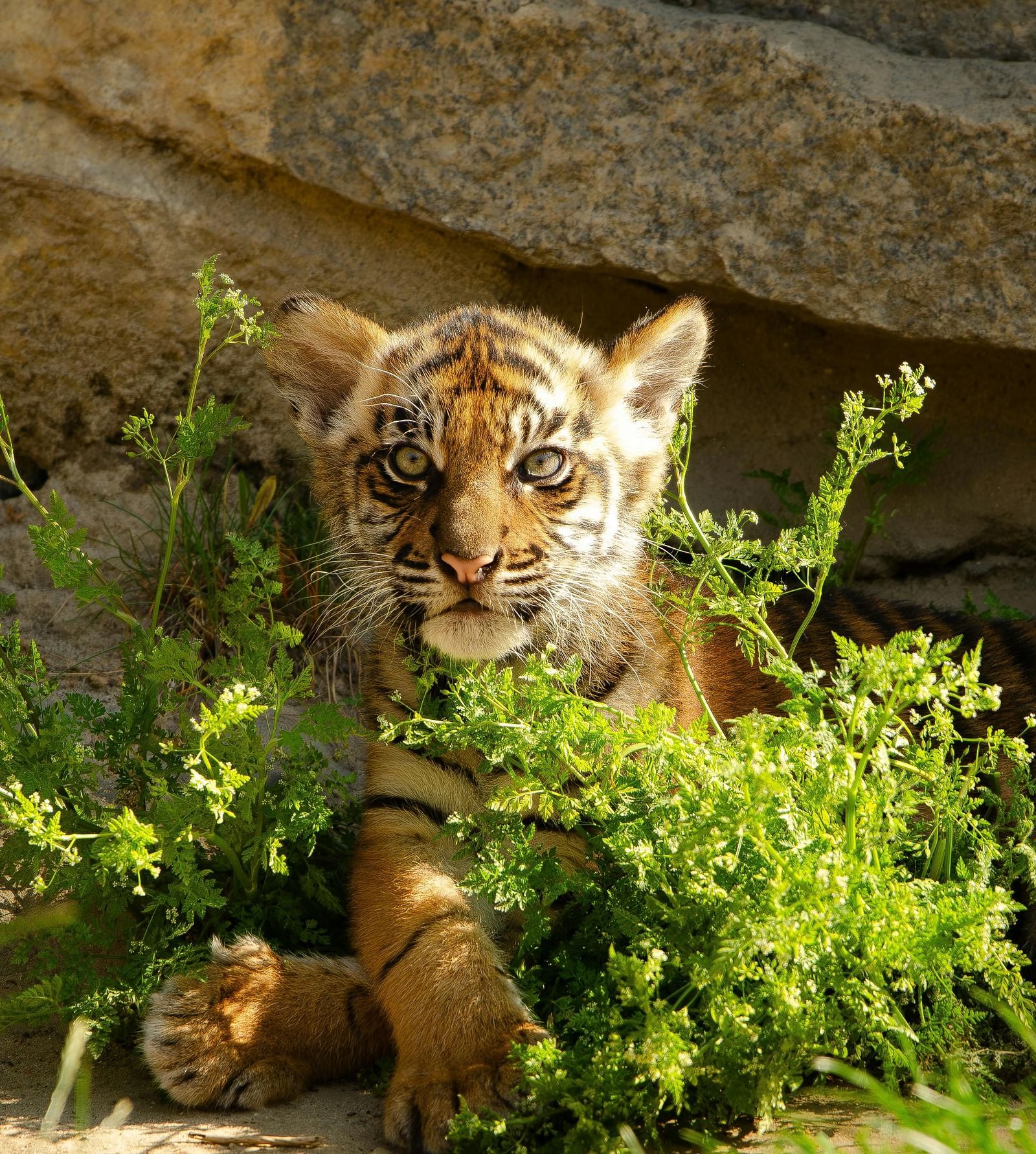A small tiger cub partially hidden behind lush green plants, with a rocky wall in the background.